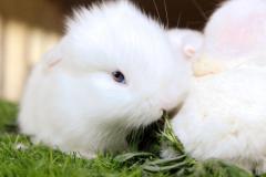 Malik-Rabbit-Farm-10