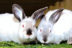 Malik-Rabbit-Farm-11