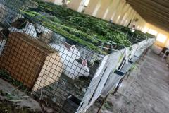 Malik-Rabbit-Farm-14