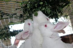 Malik-Rabbit-Farm-15