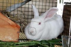 Malik-Rabbit-Farm-16