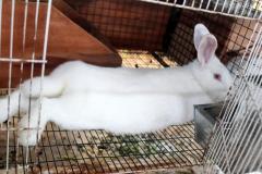 Malik-Rabbit-Farm-17
