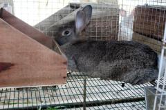 Malik-Rabbit-Farm-18