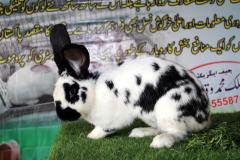Malik-Rabbit-Farm-19