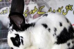 Malik-Rabbit-Farm-20