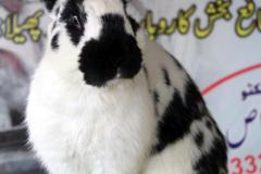 Malik-Rabbit-Farm-21