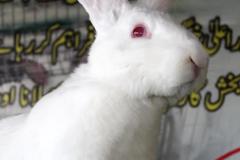 Malik-Rabbit-Farm-22