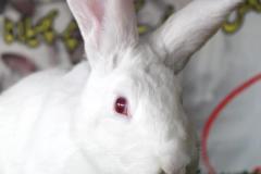 Malik-Rabbit-Farm-23