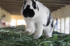 Malik-Rabbit-Farm-24