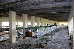 Malik-Rabbit-Farm-25