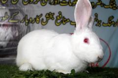 Malik-Rabbit-Farm-26