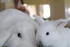Malik-Rabbit-Farm-27