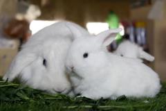 Malik-Rabbit-Farm-28