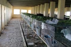Malik-Rabbit-Farm-32