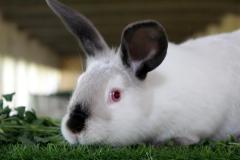 Malik-Rabbit-Farm-33