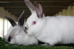 Malik-Rabbit-Farm-34