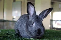 Malik-Rabbit-Farm-36