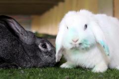 Malik-Rabbit-Farm-37