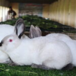 Essential Facts About Rabbit Farming