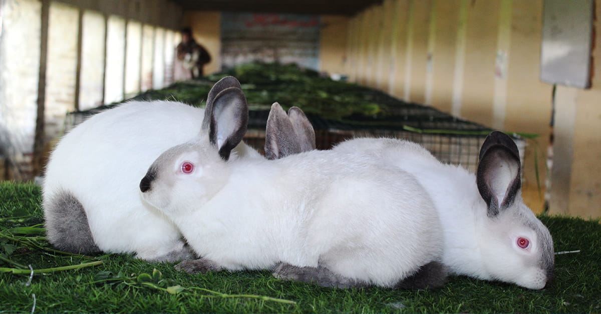 Read more about the article 30 Essential Facts About Rabbit Farming: Frequently Asked Questions for New Farmers