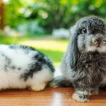 How to Care for Holland Lop Rabbits