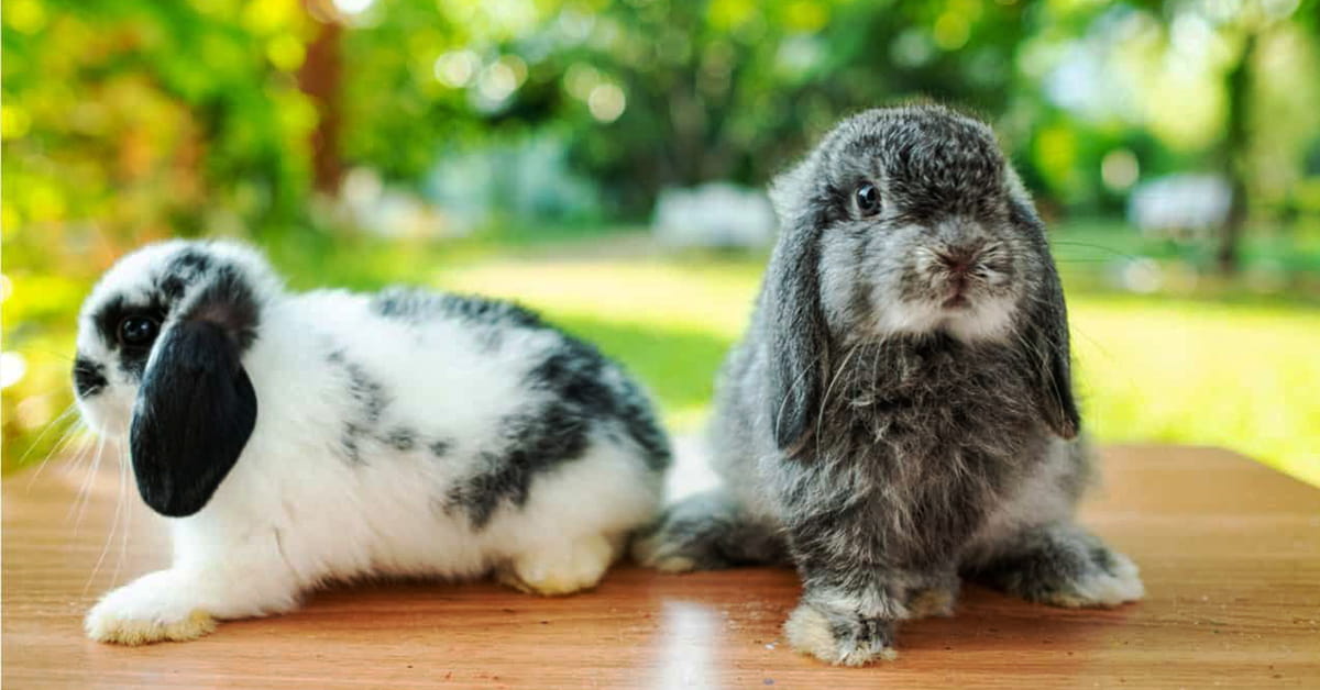 Read more about the article How to Care for Holland Lop Rabbits: A Guide for Fancy Breed Enthusiasts in Pakistan