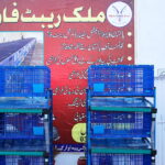 Iron vs Plastic Cages