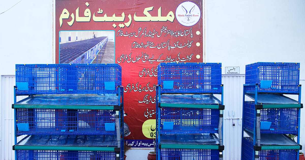 Read more about the article Iron vs. Plastic Cages: Why Modern Pakistani Farmers are Switching to Bio-Secure Equipment