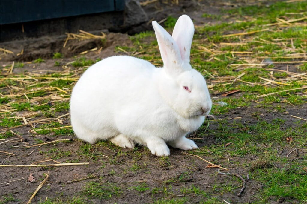 New zealand white rabbit - Malik Rabbit Farm