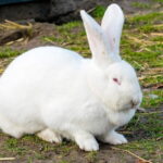New Zealand White Rabbits