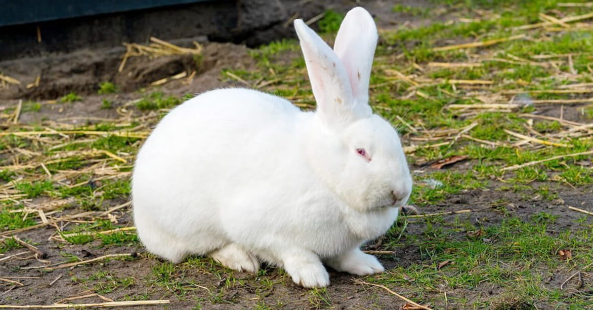 Read more about the article Why New Zealand White Rabbits are the Best Choice for Meat Production in Pakistan