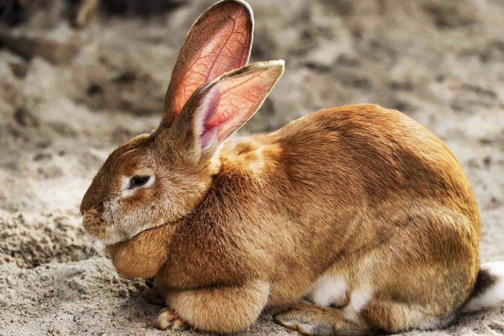 flemish rabbit - Malik Rabbit Farm