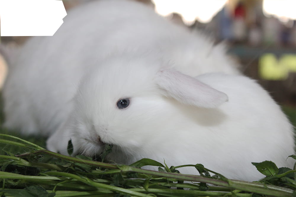Rabbit Diseases & Treatment