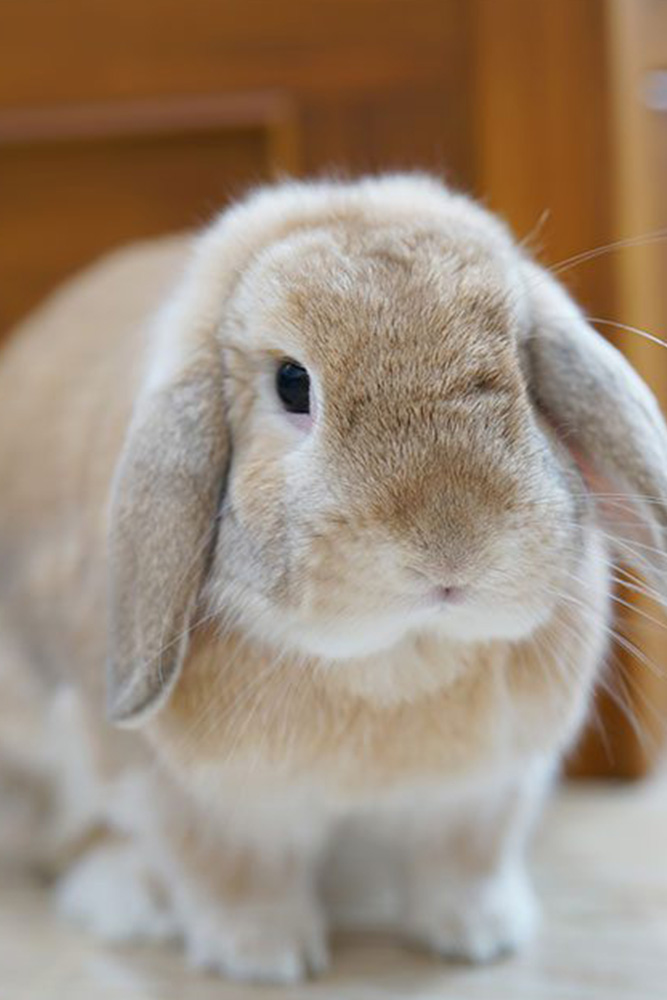 fancy rabbit farming commercial packages
